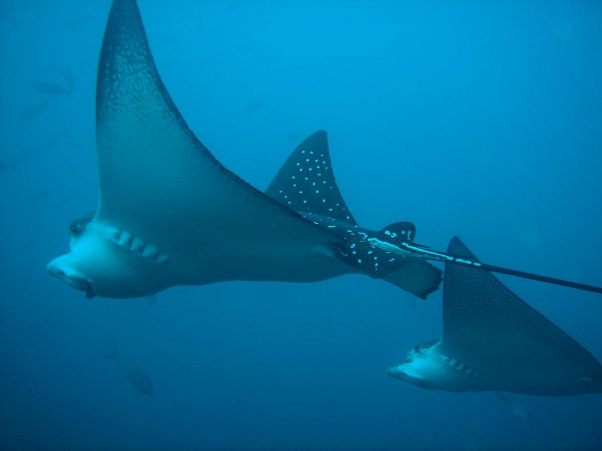 Mantaraya Lodge Puerto López Dış mekan fotoğraf